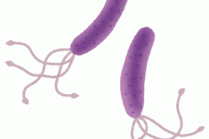 pylori_h_pylori